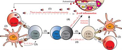 Early-Life Nutritional Factors and Mucosal Immunity in the Development of Autoimmune Diabetes